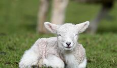 Ispaniyada qenetik cəhətdən dəyişdirilmiş ilk quzu anadan olub
