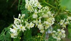 Dünyanın ən faydalı bitkisi - Xərçəngin dərmanı