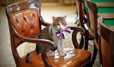 Britaniyada pişik Larrinin ölümünə hazırlaşıblar