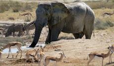 Namibiyada yüzlərlə vəhşi heyvan ət üçün öldürüləcək