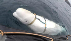 Norveçdə Rusiyaya casusluqda şübhəli bilinən  balina ölü tapılıb