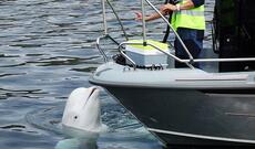 Məşhur casus-balina Hvaldimirin "güllə yaraları"na gözlənilməz izahat verildi