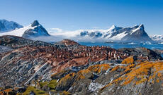 Antarktidada bitki örtüyü artıb