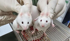 Elm aləmində böyük həyəcan