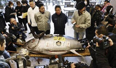 Nəhəng balıq 1,3 milyon dollara satılıb