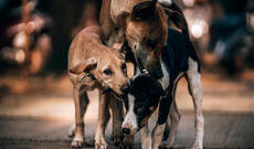 Qubada küçə itləri 3 nəfərə xəsarət yetirib