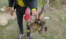 İftara xoruz kəsmək istəyən kişi həyatından oldu