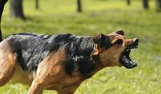 İt sahibini parçaladı: vəziyyəti ağırdır