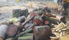 Rusiyadan Azərbaycana taxta gətirən tutuldu