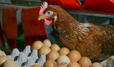 “Giləzi” su altında qaldı: Toyuq və yumurta bahalaşacaq?