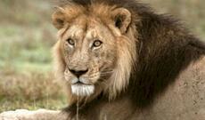 14 yaşlı qız faciəvi şəkildə həyatını itirdi