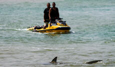 Polis dənizdə köpək balıqlarının hücumuna məruz qalan üzgüçünü axtarır