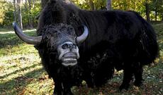 Zooparkda dişi öküzə yem vermək istəyən əcnəbi erkəyin qəzəbinə tuş gəldi