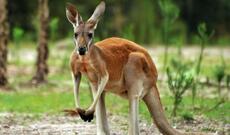 Amerikalı kenquru ilə döyüşdə ölüb