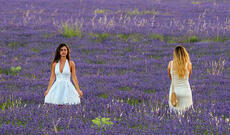 Şəhərdə lavanda tarlaları