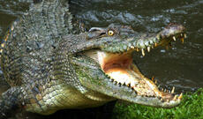 Kolumbiyada qurbanlarını timsaha yedirdən narkotik taciri həbs edildi