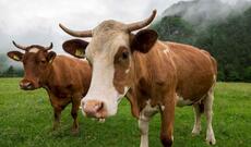 “Heyvanların kəsimində İslami qaydalara əməl edilmir“