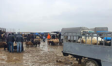 Azərbaycanda heyvan bazarları bağlanır