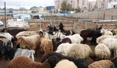 Heyvan bazarlarına qoyulan məhdudiyyət nə vaxta kimi davam edəcək?