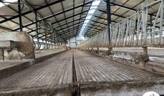 Silahlılar 62 baş xırdabuynuzlu heyvanı belə oğurladı - Video