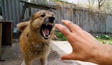 Balakəndə çoban iti 83 yaşlı kişini parçalayaraq öldürüb