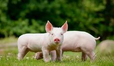 Rusiyalılar donuz orqanlarını özlərinə köçürə biləcəklər