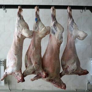 Azərbaycan daha bir ölkədən quzu əti idxalına başladı