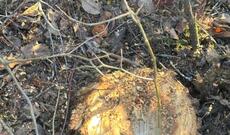 Oğuzda 40 ağacın kəsilməsinə görə polis cinayət işi başladı