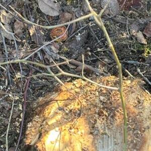 Oğuzda 40 ağacın kəsilməsinə görə polis cinayət işi başladı