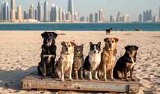 Dubayda minlərlə heyvan, ekspatların kütləvi gedişi səbəbindən küçələrə atılıb