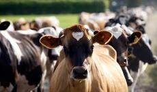 Azərbaycan mal-qara idxalını kəskin azaltdı