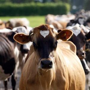 Azərbaycan mal-qara idxalını kəskin azaltdı