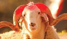 Qurbanlıq qoyunlar bahalaşıb?