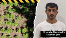 Milli Parkın ərazisində narkoplantasiya salan şəxs ələ keçdi
