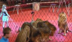 Bakıya gündə 50 kilo ət yeyən yırtıcı gətirilib