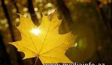 Kürdəmirdə 7 ayaqlı, 2 quyruqlu quzu doğulub