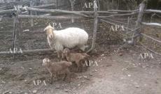 Ucarda qeyri-adi hadisə