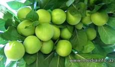 Payızda Göyçayda alça ağacı bar verdi