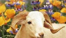 2014-də Novruz, Ramazan, Qurban bayramları