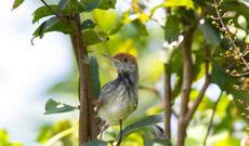 23 quş növü insan fəaliyyətinin təsiri səbəbindən azalıb