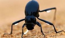 Türk alimin möhtəşəm kəşfi