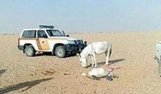 Eşşəyə meylli şeyx