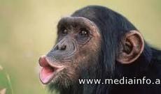 Ebola xəstəliyinin çarəsi meymunda imiş