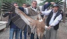 Nəhəng qartal tutulub