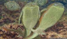 Cinsi yolla çoxalan ilk canlı - FOTO