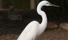 Zooparkda nadir quş - FOTO