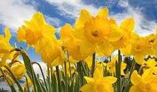 Baharın Azərbaycana nə zaman gələcəyi açıqlanıb