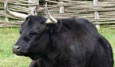 Kəsilməsini hiss edən öküz aləmi bir-birinə vurdu