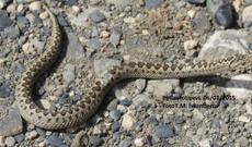 Yeni ilan növü tapılıb