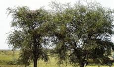 OXUcularımıza maraqlı bir sual: Kim tapa bilər? - FOTO